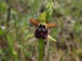 Ophrys pseudoatrata